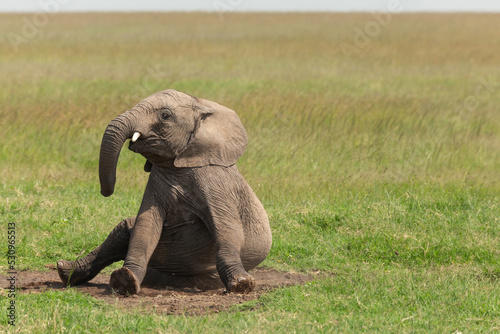 Funny photo of young African elephant sitting on the grass and staring at the camera. Wildlife of Masai Mara, Kenya