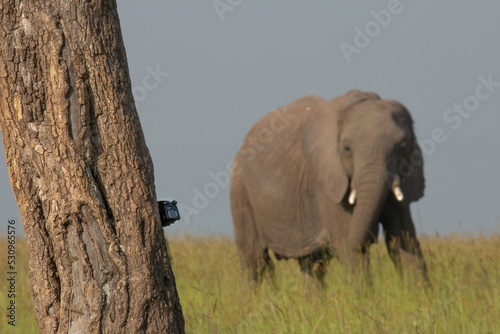 Gopro tied to a tree and elephant in the distance watching the camera