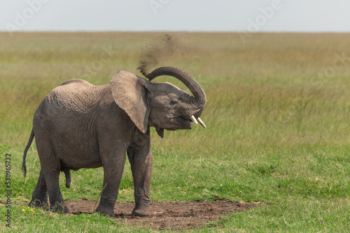 Young African elephant standing on the grass with his trunk up in the air and blowing sand for a dust bath. Wildlife of Masai Mara on a Kenyan safari