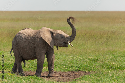 Young male African elephant standing on the grass with his trunk up in the air and blowing sand and dirt for a dust bath. Wildlife of Masai Mara on a Kenyan safar
