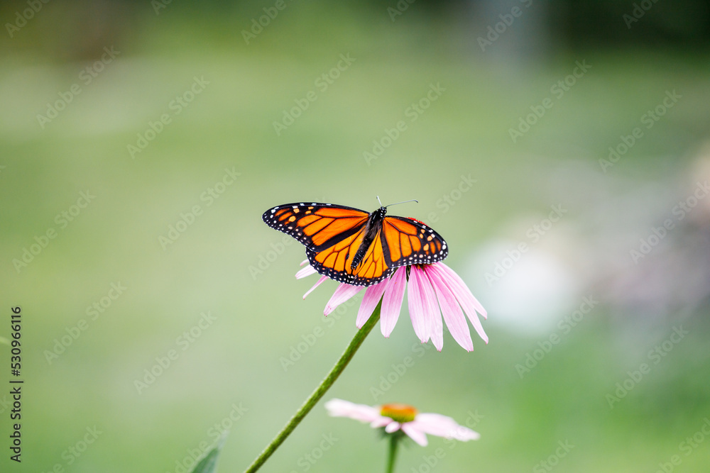 Obraz premium Monarch butterfly on a flower (Danaus plexippus). Monarch butterfly of Canada