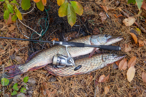 Freshwater pike fish. Big freshwater pike fish lies on keep net with fishery catch in it and fishing rod with reel..