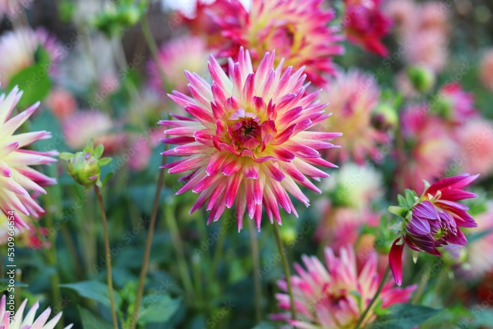 Dahlia flowers in the garden on green leaves background. Dahlia flowers in the garden on green leaves background.