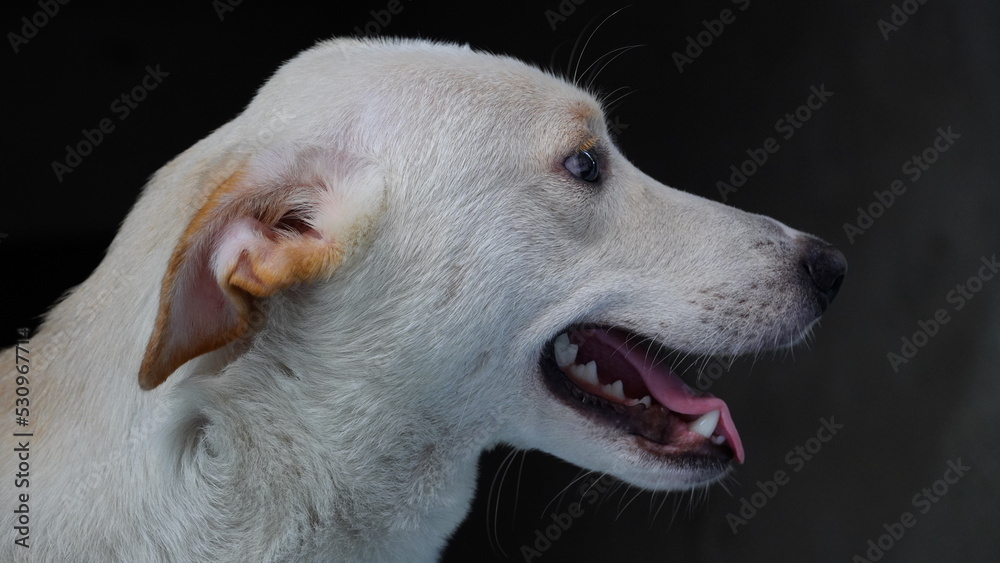 Close up face of street dog