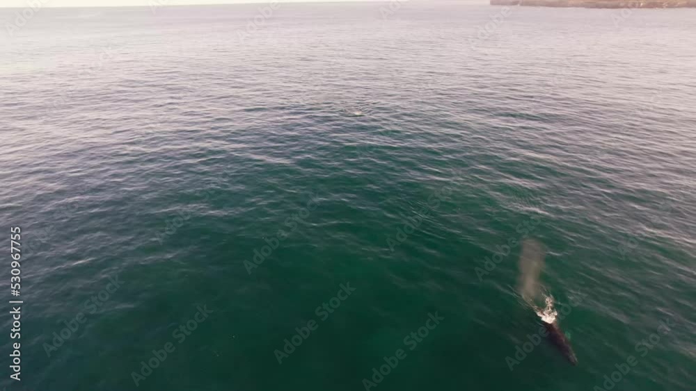 Aerial 4k30fps Follow shot semi static of whales in the ocean. Aerial 4k30fps Follow shot semi static of whales in the ocean.