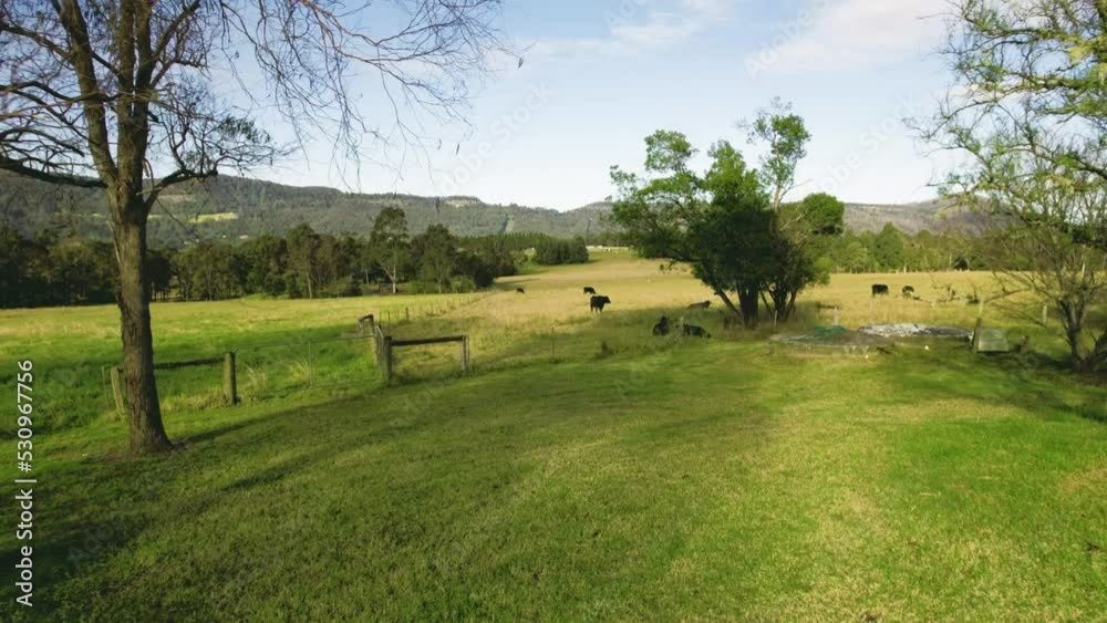 4k 30fps drone shot of cows on a pasture.