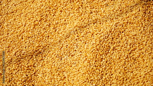 Indian golden Wheat (Gehu) background
