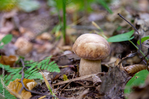 Single Boletus mushroom in the wild. Porcini mushroom grows on the forest floor at autumn season..