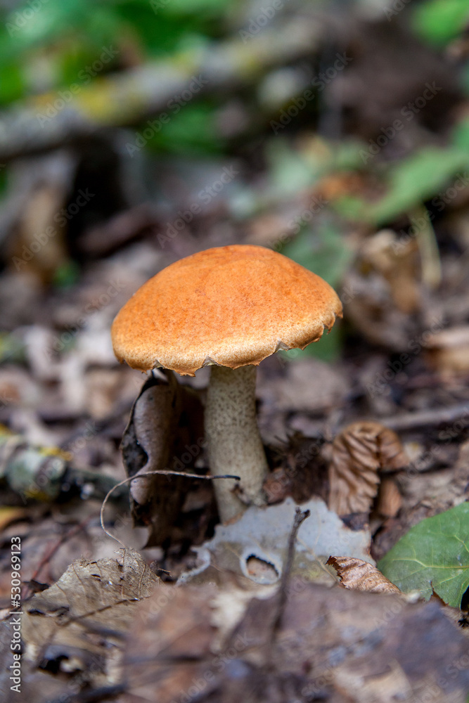 Single red boletus mushroom in the wild. Red boletus mushroom grows on the forest floor at autumn season.. Single red boletus mushroom in the wild. Red boletus mushroom grows on the forest floor at autumn season..