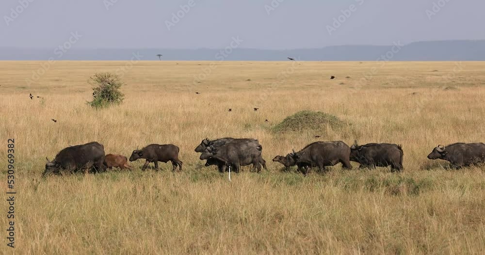 A buffalo family runs in the savannah A buffalo family runs in the savannah