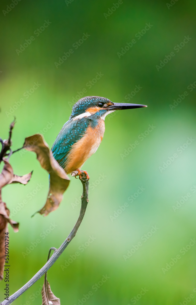 Beautiful blue Kingfisher bird, Сommon kingfisher, Alcedo atthis, the Eurasian kingfisher, and river kingfisher. Clamp winter migratory birds in Thailand. Beautiful blue Kingfisher bird, Сommon kingfisher, Alcedo atthis, the Eurasian kingfisher, and river kingfisher. Clamp winter migratory birds in Thailand.