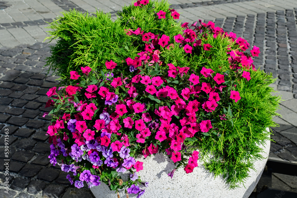 Fototapeta premium Large group of vivid pink Petunia axillaris flowers and green leaves in a garden pot in a sunny summer day.