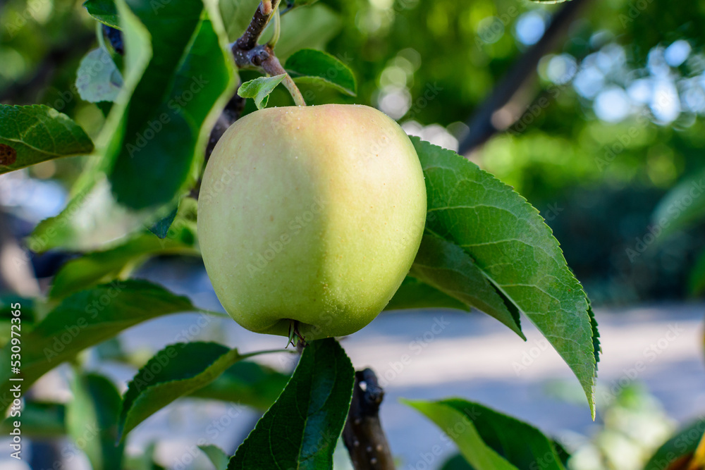 One delicate small raw green apple and large leaves in tree, in direct sunlight in a garden in a sunny autumn day, beautiful outdoor floral background photographed with soft focus One delicate small raw green apple and large leaves in tree, in direct sunlight in a garden in a sunny autumn day, beautiful outdoor floral background photographed with soft focus