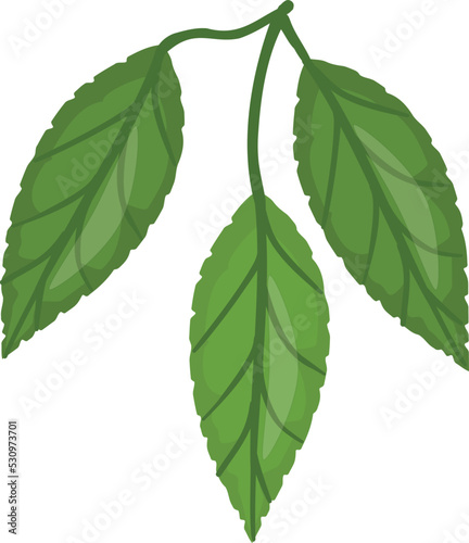 Cocoa leaf tree icon cartoon vector. Bean plant. Farm kakao