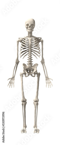 human skeletons isolated photo