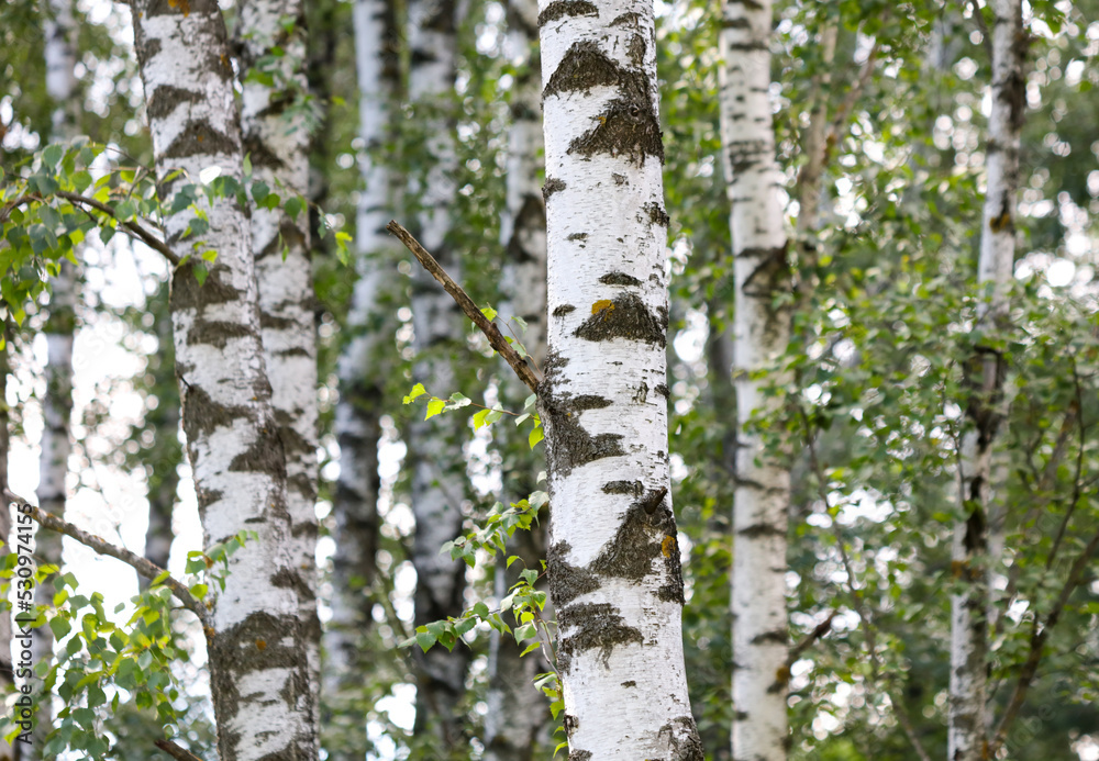 Fototapeta premium Birch trees in the park in summer.