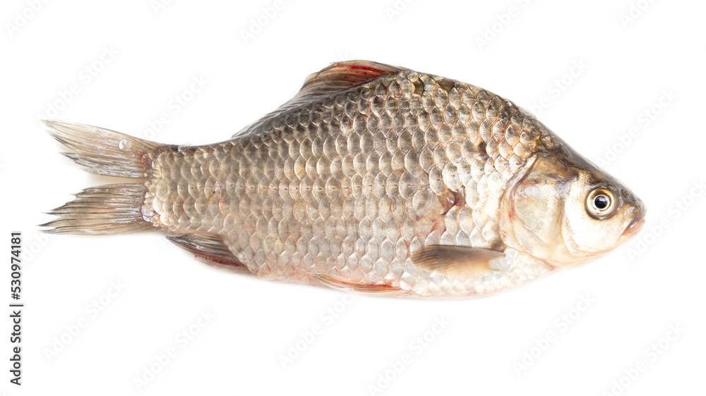 The fish is isolated on a white background. The fish is isolated on a white background.