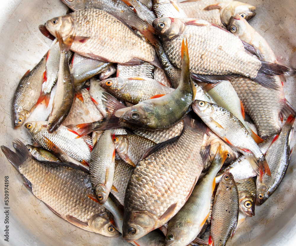 Fototapeta premium A lot of fish in a bowl as a background