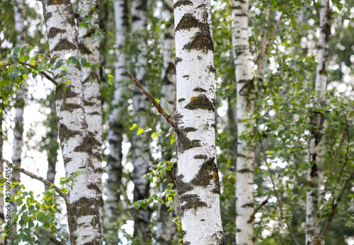 Birch trees in the park in summer.