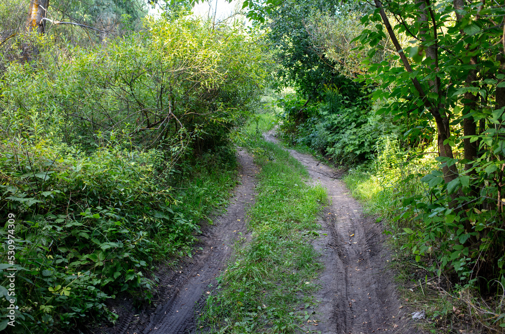 Obraz premium Wet dirt road in the forest
