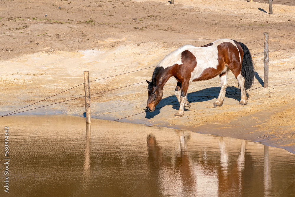 Paddock paradise horses living free Paddock paradise horses living free