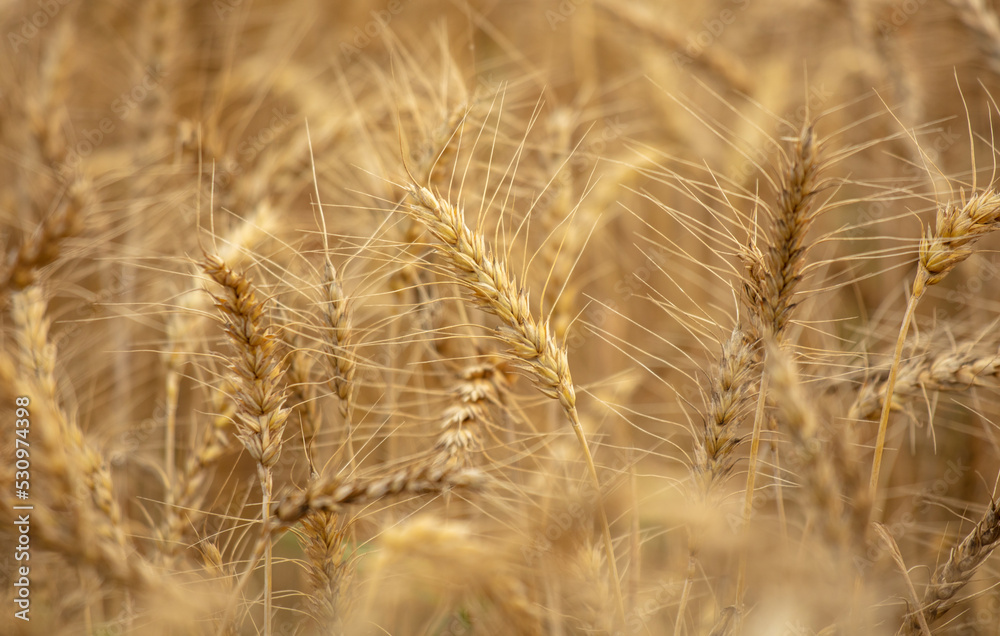 Ripe ears of wheat as a background. Ripe ears of wheat as a background.