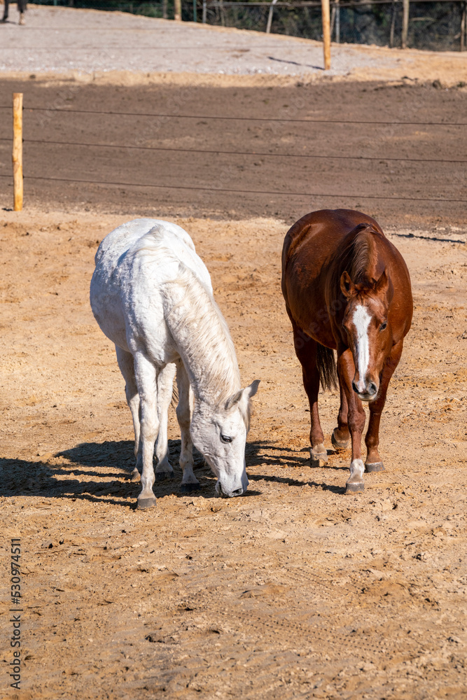 Paddock paradise horses living free Paddock paradise horses living free