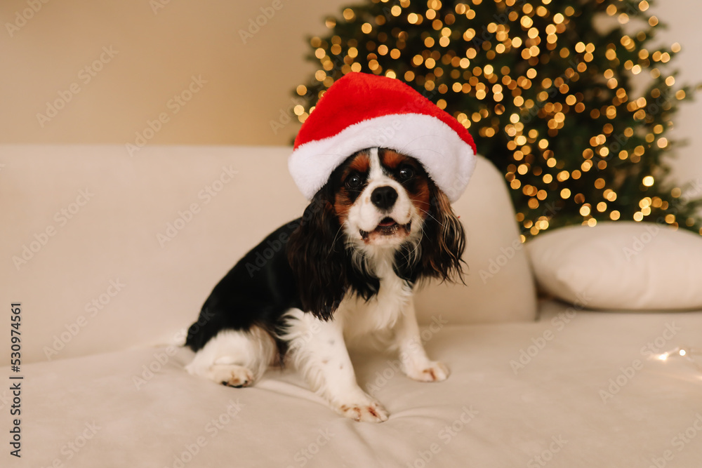 A small pet dog wearing a red Santa hat on his head is sitting on the sofa near the Christmas tree in a cozy room in a decorated interior during the Christmas holiday at home. Selective focus