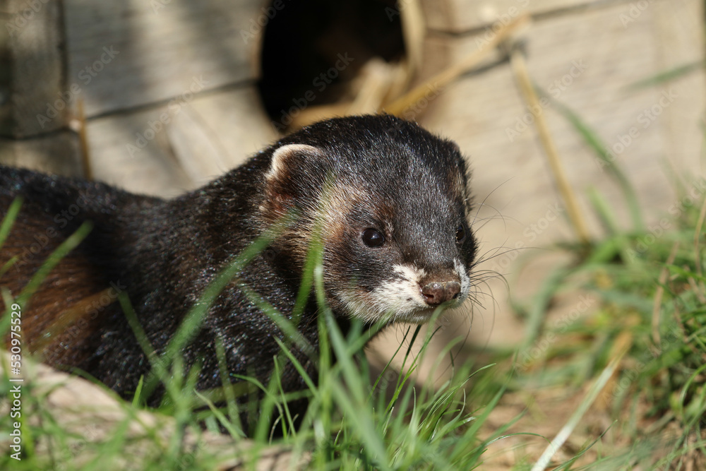 A head shot of a Polecat, Mustela putorius, at a wildlife conservation center. A head shot of a Polecat, Mustela putorius, at a wildlife conservation center.