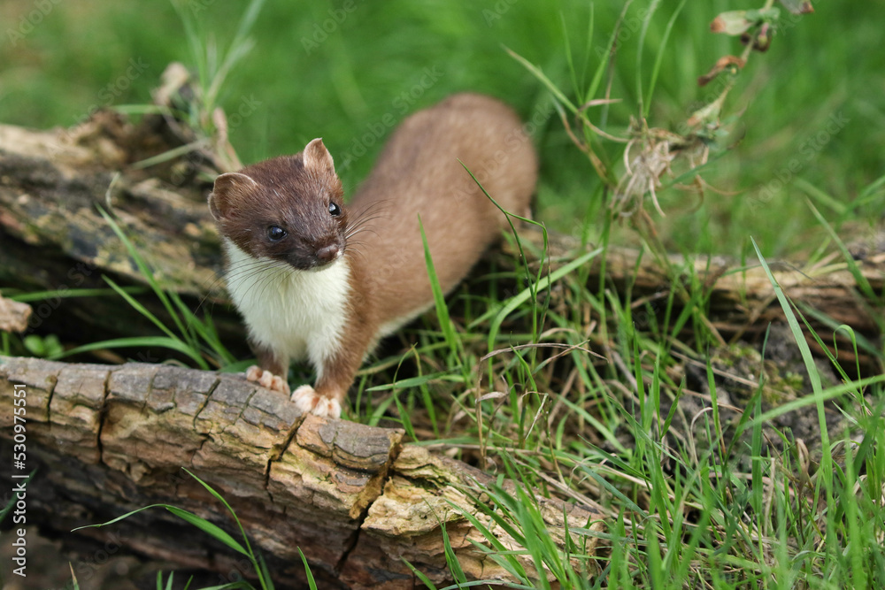 A Stoat, Mustela Erminea, hunting around for food in a pile of logs. A Stoat, Mustela Erminea, hunting around for food in a pile of logs.