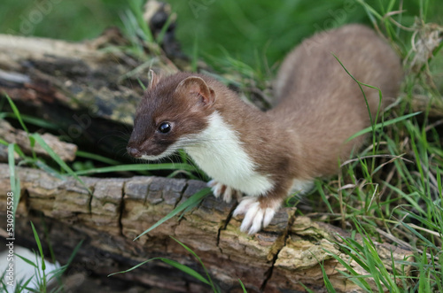 A Stoat, Mustela Erminea, hunting around for food in a pile of logs. © Sandra Standbridge