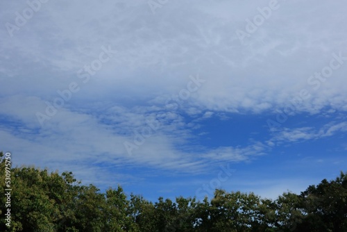 clouds over the forest