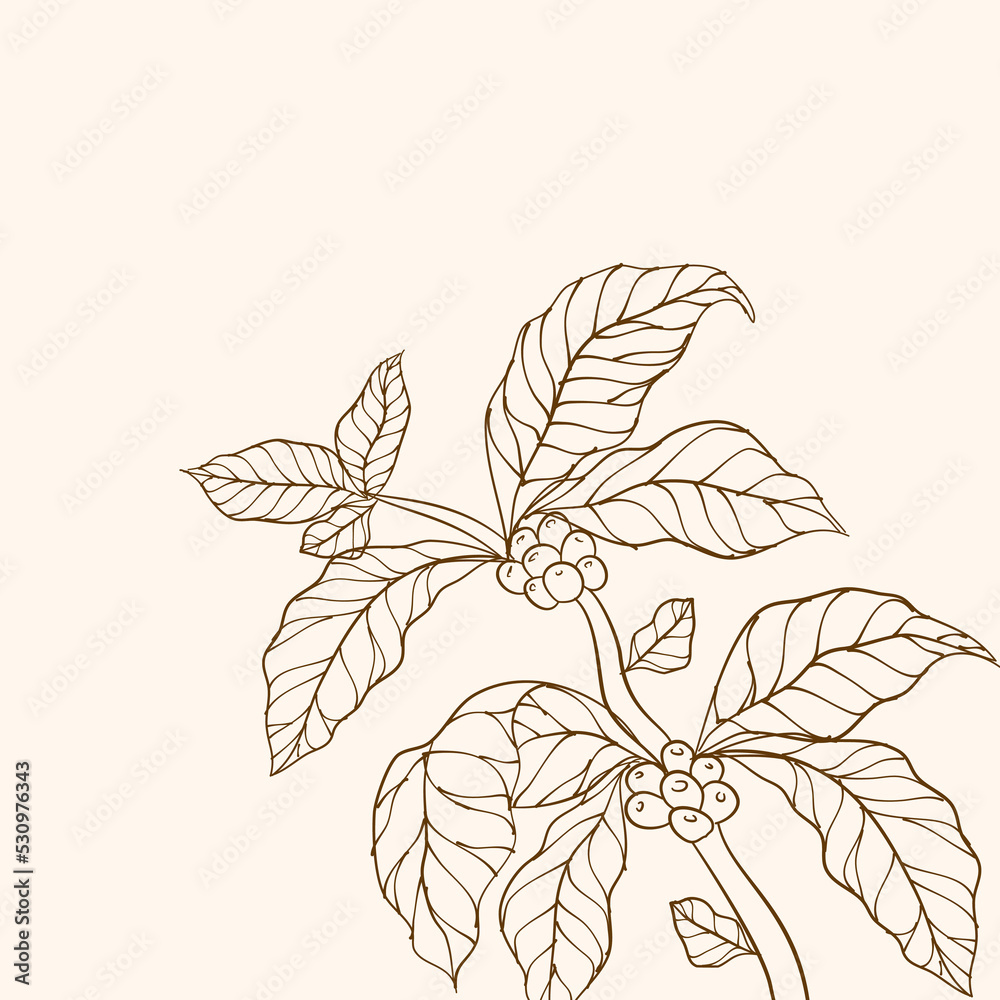 Hand drawn coffee branch. Coffee beans and leaves. Vector illustration