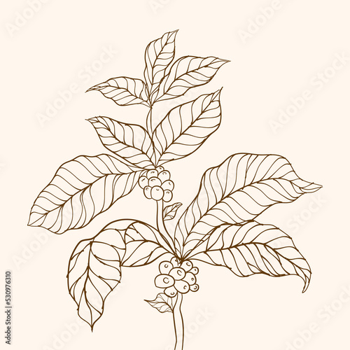 Hand drawn coffee branch. Coffee beans and leaves. Coffee plant. Coffee tree vector. Coffee plant branch with leaf. Branch with leaves. vector illustration of coffee branch. Branch of a plant.