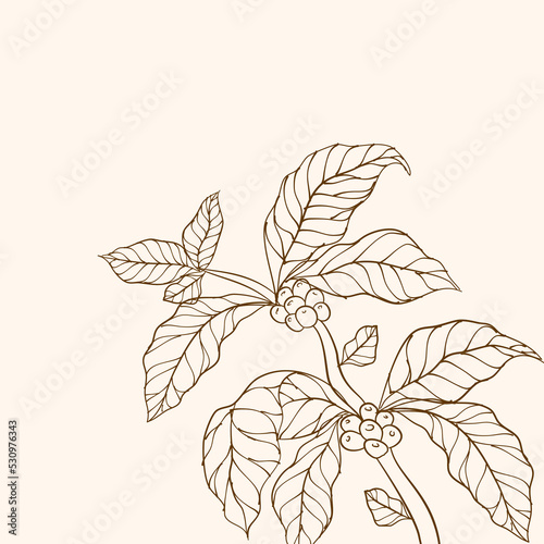 Hand drawn coffee branch. Coffee beans and leaves. Vector illustration of coffee branch. Coffee tree vector. Coffee plant branch with leaf. Branch with leaves. Coffee plant. Branch of a plant.