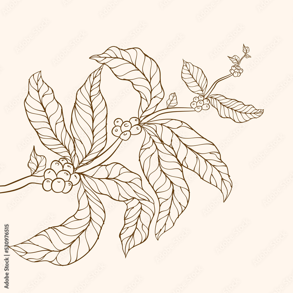 Naklejka premium Coffee plant. tree illustration. Coffee tree vector. Branch with leaves. vector illustration of coffee branch. Coffee plant branch with leaf. Hand drawn coffee branch. Coffee beans and leaves. 