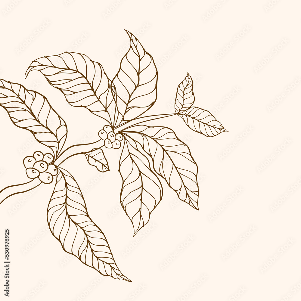 Coffee tree vector. Coffee plant. vector illustration of coffee branch. Coffee plant branch with leaf. Hand drawn coffee branch. branch with leaves. Coffee beans and leaves. tree illustration. 