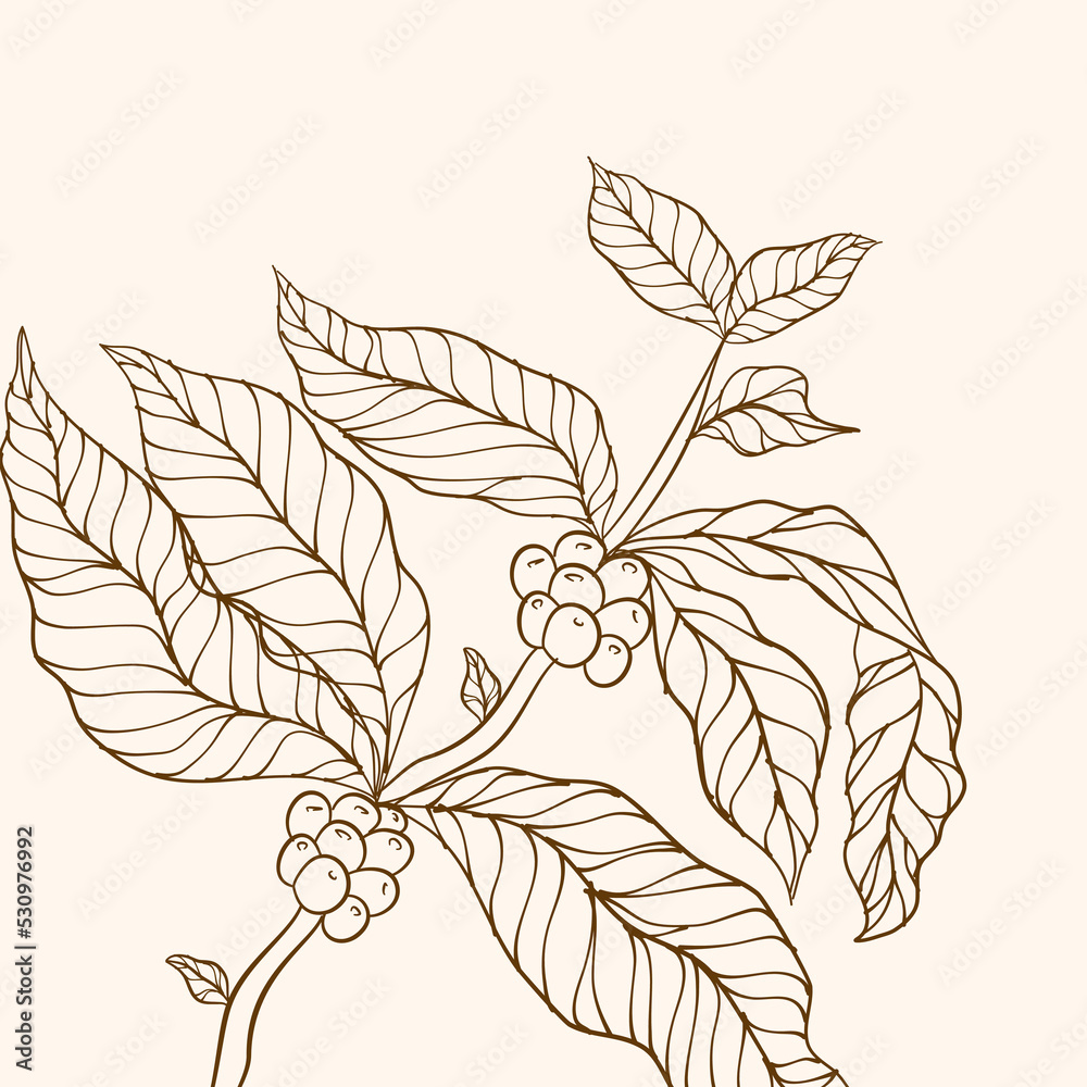 Hand drawn coffee branch.Coffee plant. Coffee tree vector. vector illustration of coffee branch.  Coffee plant branch with leaf. Coffee beans and leaves. tree illustration. 