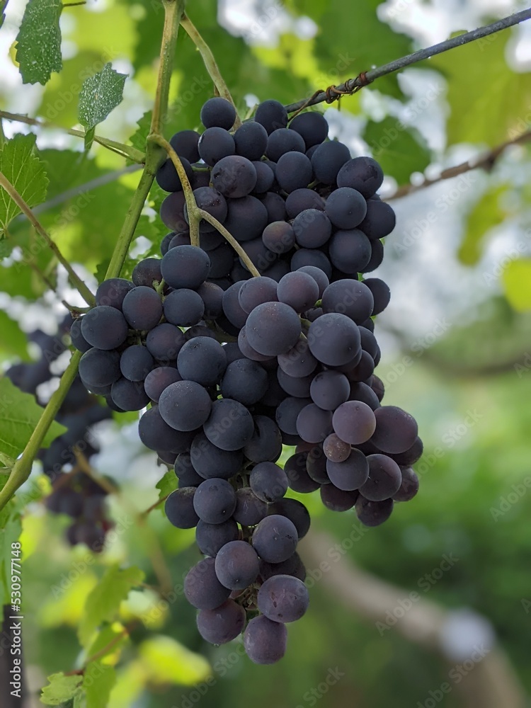 Bunch of grapes on the vine bush at the vineyard plantation during sunset