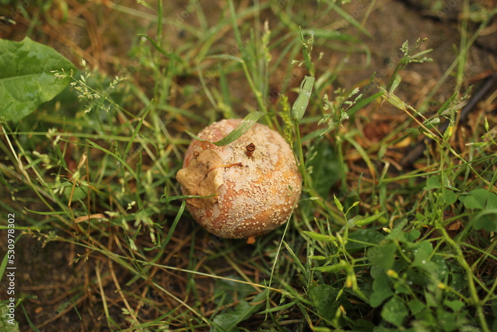 a rotten apple on the ground a rotten apple on the ground