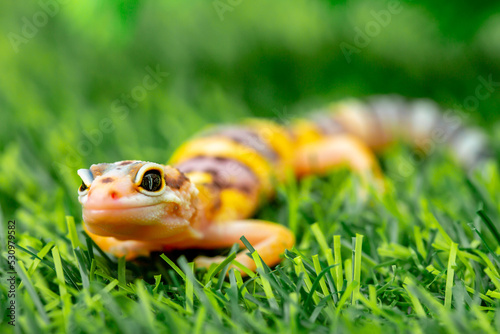 Lizard Eublepharis on a green lawn. Reptile gecko is yellow-spotted. Exotic tropical animal in the wild on the grass. smiling animal