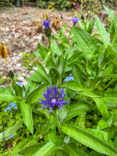 Squarrose knapweed photo