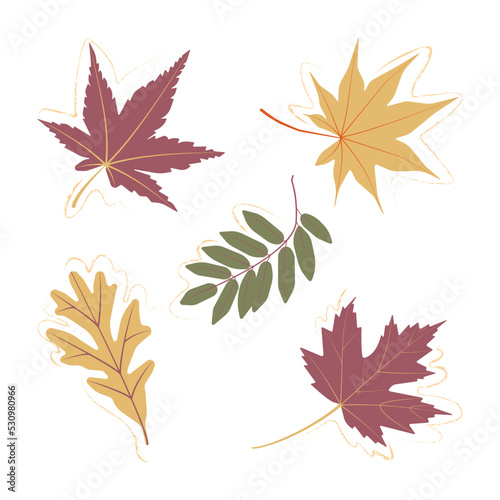 Autumn leaves set. Vector illustration.