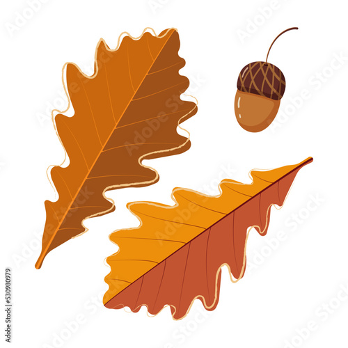 Oak leaves and acorn. Vector illustration.