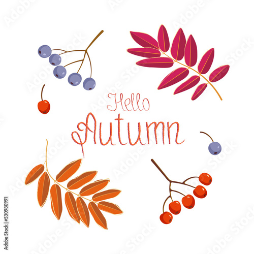 Rowan leaves and rowan berries. Vector illustration.