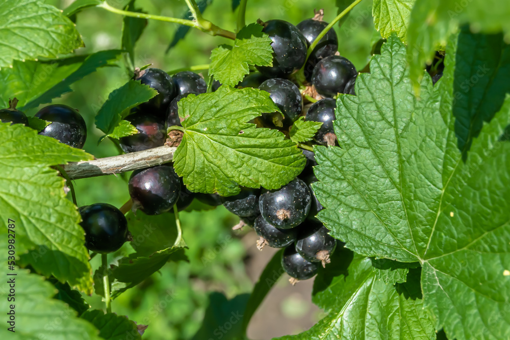 Beautiful berry branch black currant bush with natural leaves Beautiful berry branch black currant bush with natural leaves