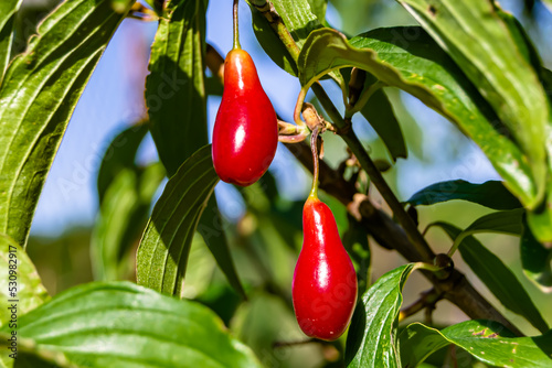 Photography to theme beautiful grow berry dogwood on background summer leaves photo