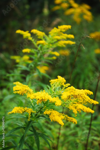 Common goldenrod flower blooms in a meadow. Solidago virgaurea. Summer.