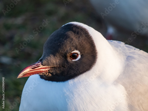 Beautiful and detailed shot of the black-headed gull (Chroicocephalus ridibundus) looking to the side in golden hour light with blurred background photo