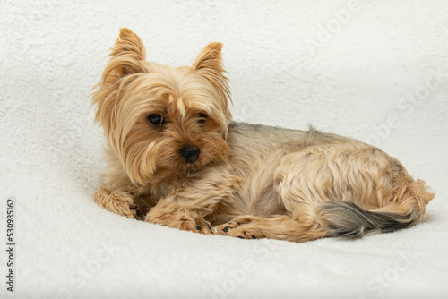 Cute dog photo, yorkshire terrier photo on white blanket. copy space